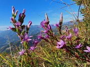 23 Gentianella anisodonta - Genzianella anisodonta baciata dal sole